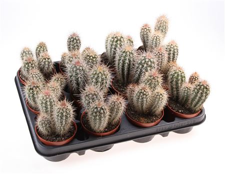 Pachycereus Pringly