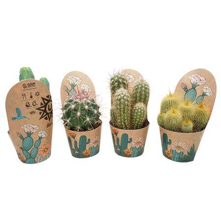 Cactus Mix Potcover