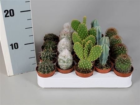 Cactus Mix On Row