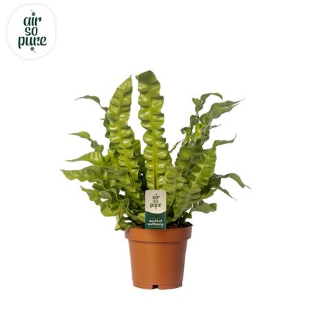 Asplenium Crispy Wave