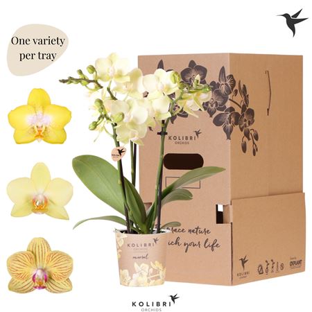 Phal Kolibri Yellow 3st No Sleeve