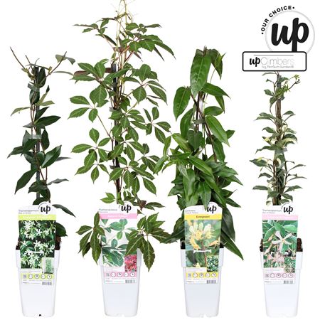 Climbing Plant Mix