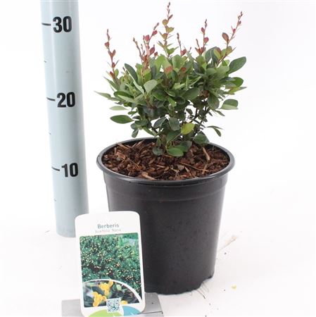 Berberis Buxifolia Nana