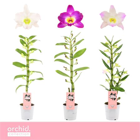 Дендр Ноб 1-й микс