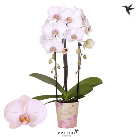 Phal Kolibri Orchids Cascade Niagara Fall True Lov