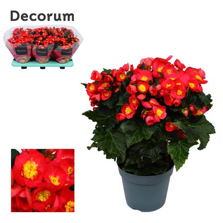 Begonia Valentino Pink (decorum)