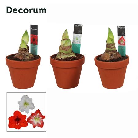 Hipp Mix 2pp Terracotta Op (decorum)