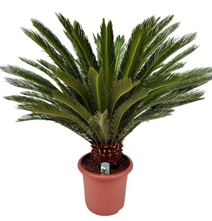 Cycas Revoluta