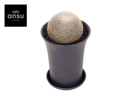 Mammillaria Lenta