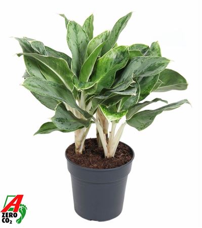 Aglaonema Horizon