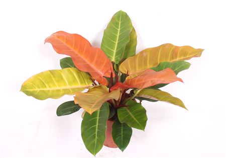 Philodendron Prince Orange