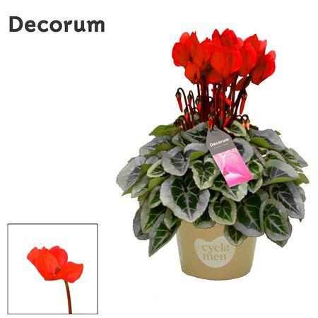 Cyclamen Picasso Red (decorum)