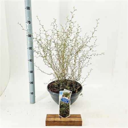 Sophora Pr Little Baby