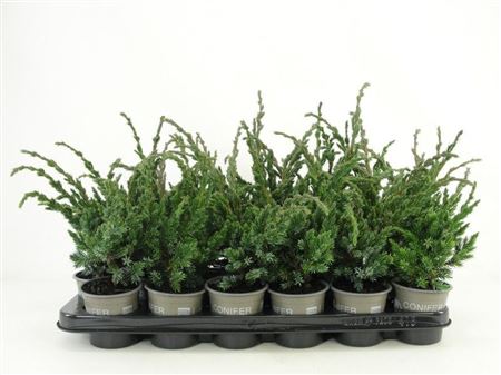 Juniperus Squamata Meyeri