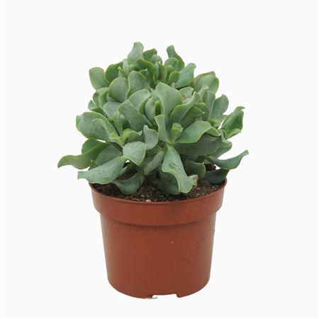 Crassula Arborescens Curly