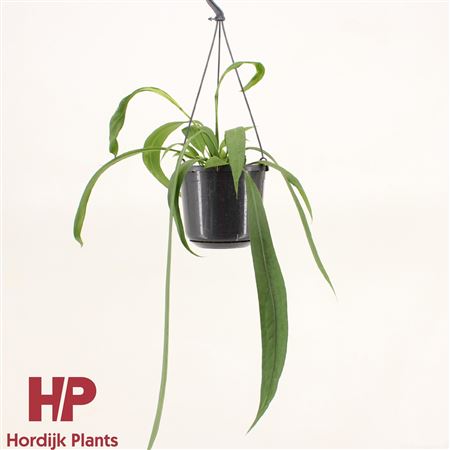 Anthurium Vittariifolium Hanging Pot