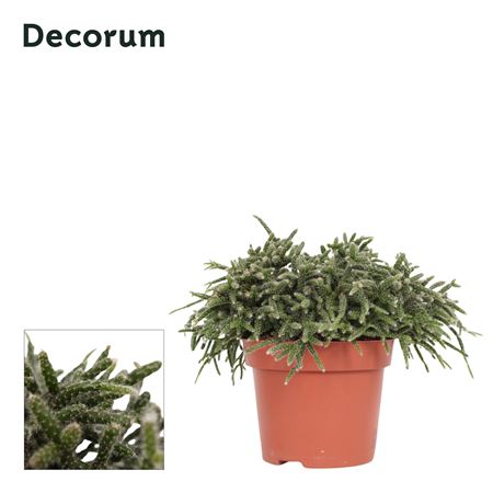 Rhipsalis Pilocarpa 12 Cm Decorum