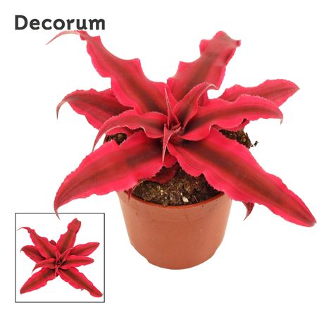 Cryptanthus Rubin Star (decorum)