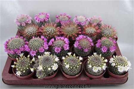 Mammalaria Mix Flowering