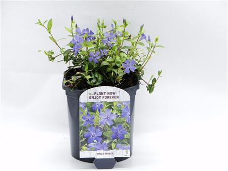 Vinca Minor