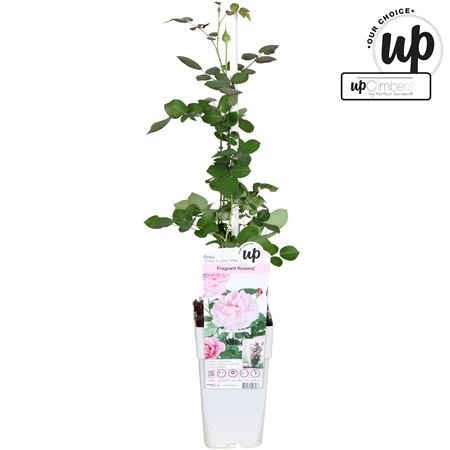 Rosa Climbing Crazy In Love Pink