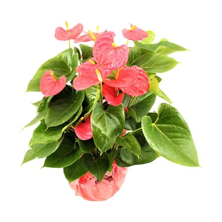 Anth An Arisa Pink 8+ Rondello