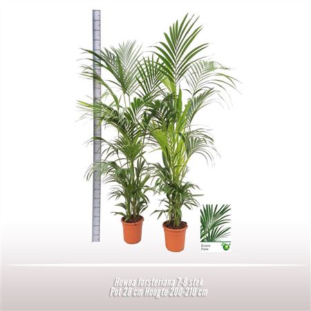 Howea Forsteriana 6+