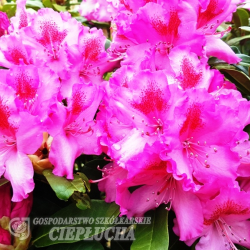 Рододендрон якушиманский Козаков
