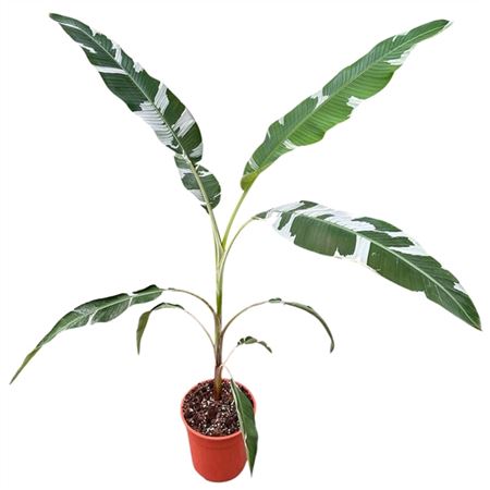 Musa Florida