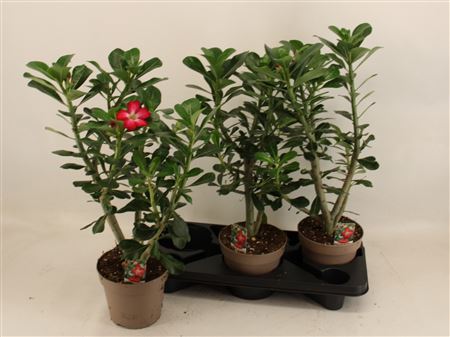 Adenium Obesum Anouk