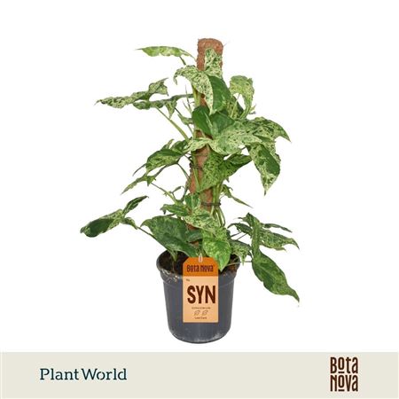 Syngonium Mottled Mosspole