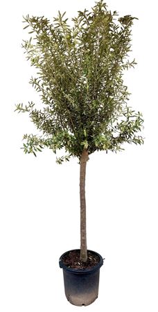 Olea Europea P35 Wild