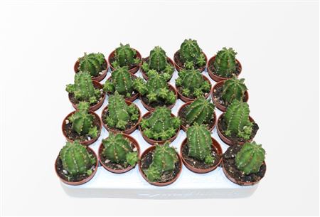 Euphorbia Echinus