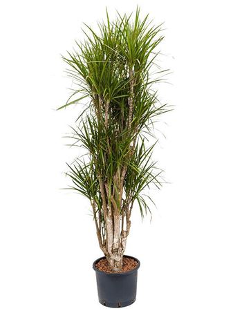 Dracaena Marginata