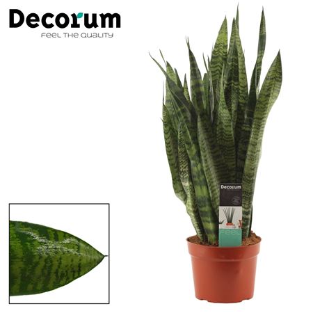 Sansevieria Zeylanica  (decorum)
