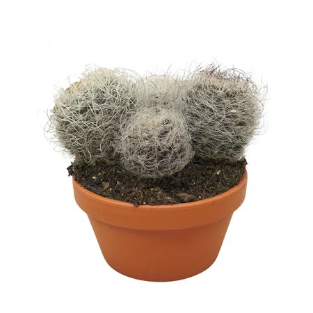 Neoporteria Nidus Senilis