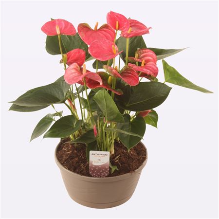 Anth An Arisa Pink 6+ Bowl