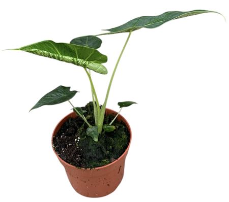 Alocasia Frydek Tattoo