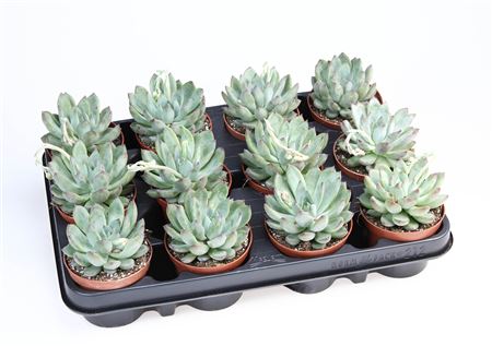 Echeveria Hybrid Rigel
