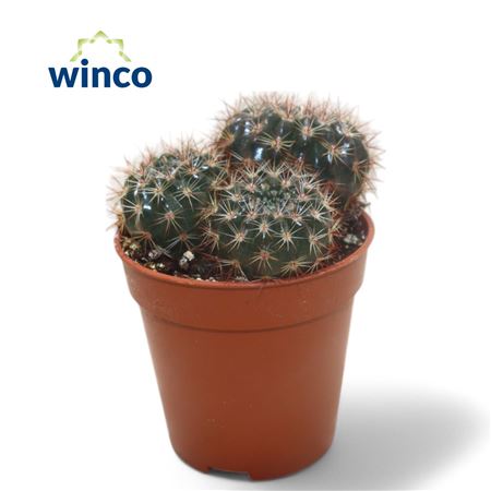 Notocactus Submammulosus