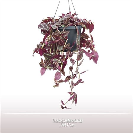 Tradescantia Zebrina Hanging Pot