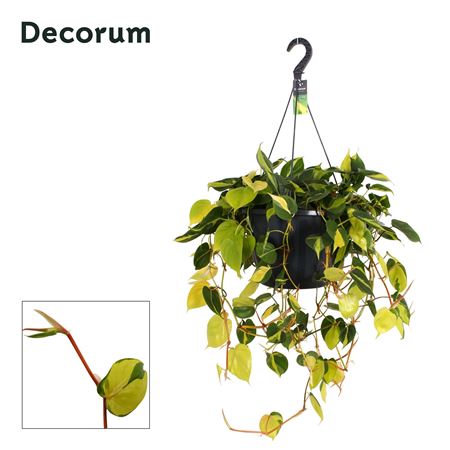 Philodendron Brasil Xxl Hanging Pot (decorum)