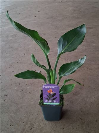 Strelitzia Reginae Xl