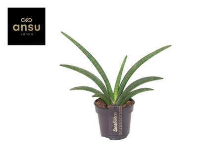 Sansevieria Tiara Grand Gazelle