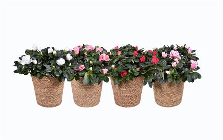 Azalea Mix In Basket