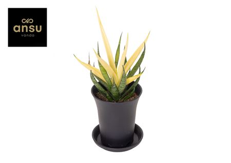 Sansevieria Comet Chrysanta Lemon