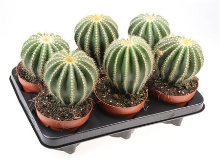 Notocactus Warassi