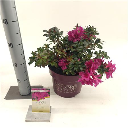 Rhodo Encore Autumn Prince