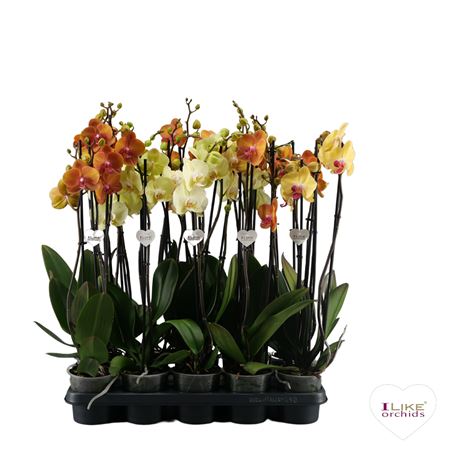 Phal 3st Yellow/orange Mix 22+ (levo)