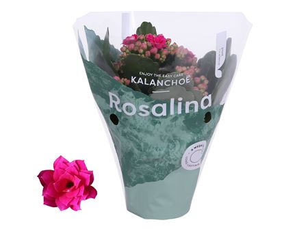 Kal Ros Don Victorio Dark Pink